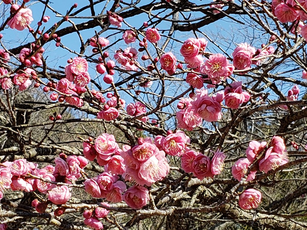 こども自然公園・梅の木