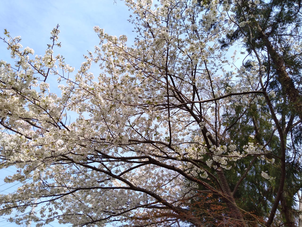 白根神社の桜