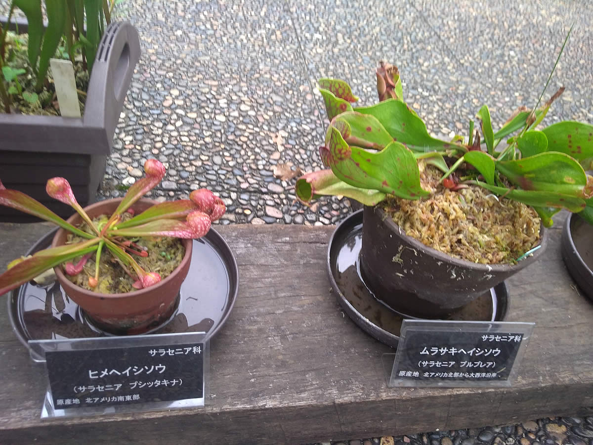 横浜市こども植物園　食虫植物展　内部