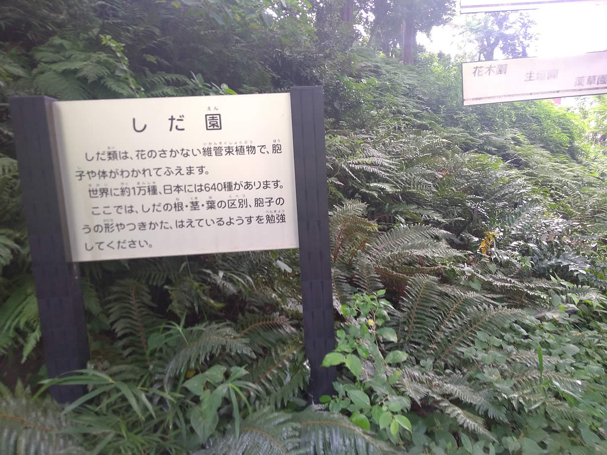 横浜市こども植物園　しだ園