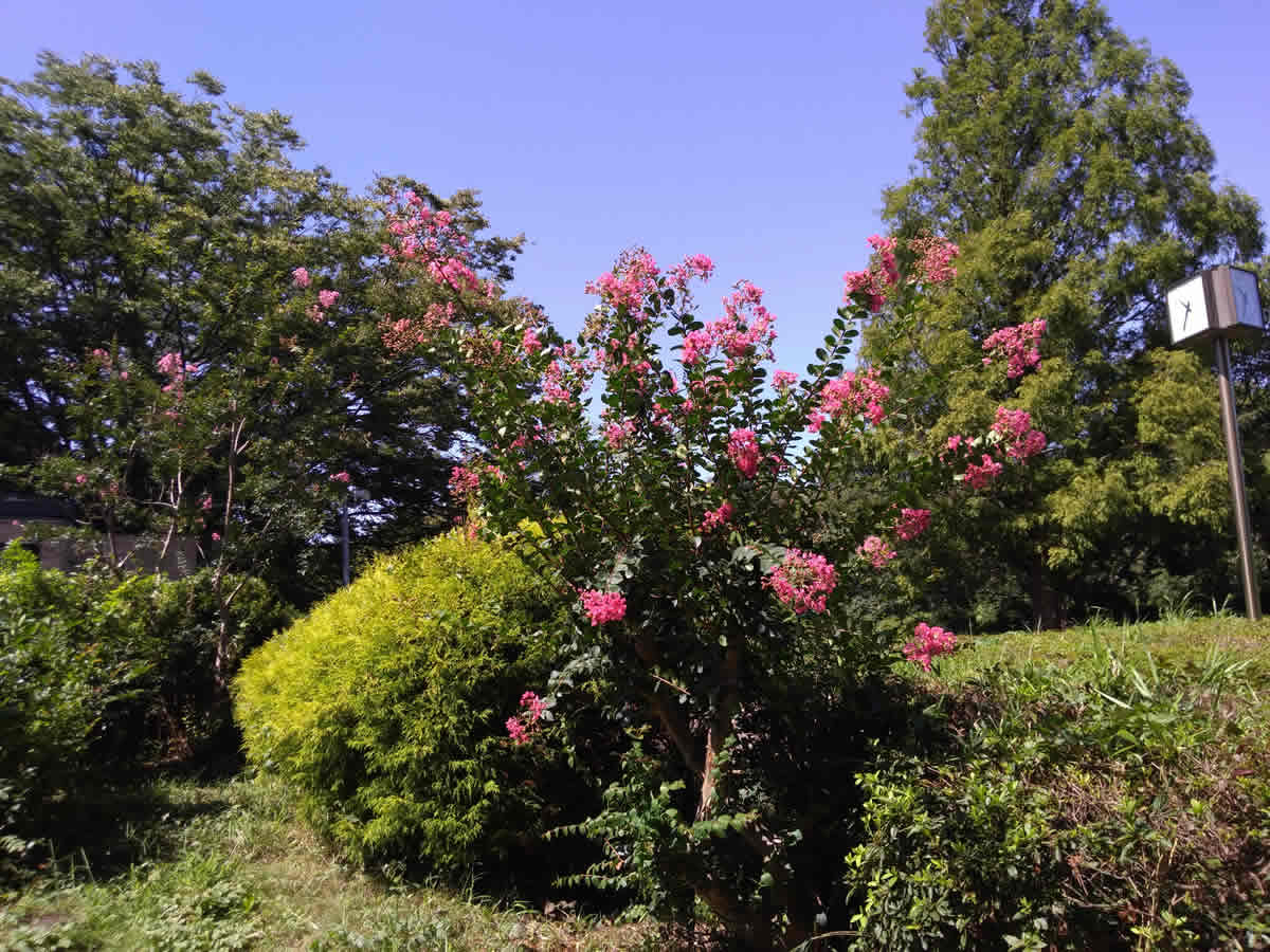 保土ヶ谷公園に咲く花