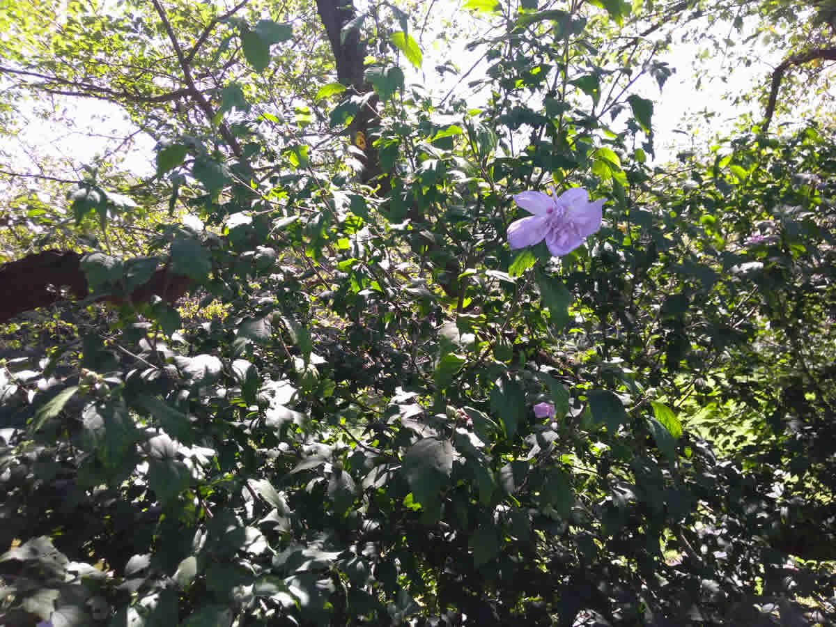 保土ヶ谷公園に咲く花