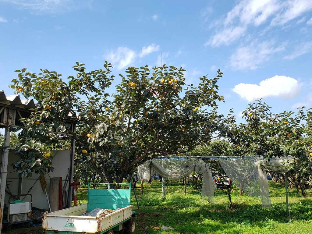 長谷川果樹園のかき畑