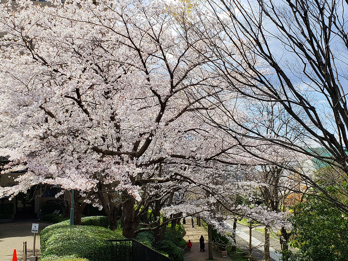 四季の径ー桜
