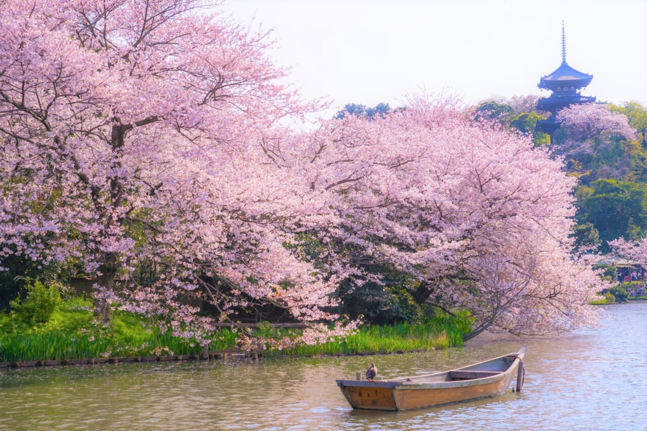 三渓園 桜