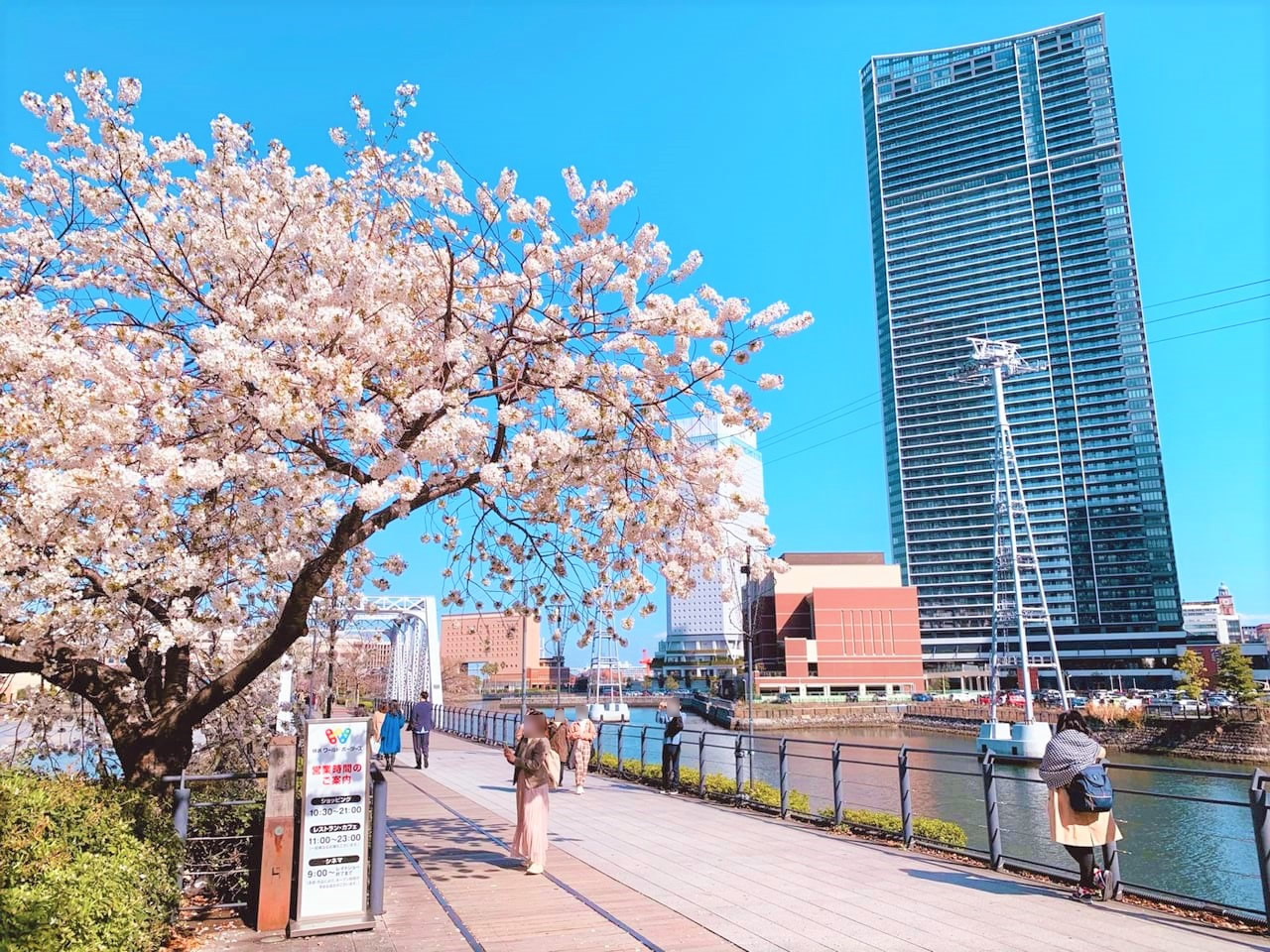 21年最新版 横浜 桜の名所 お花見 おすすめスポット 横浜で暮らそう