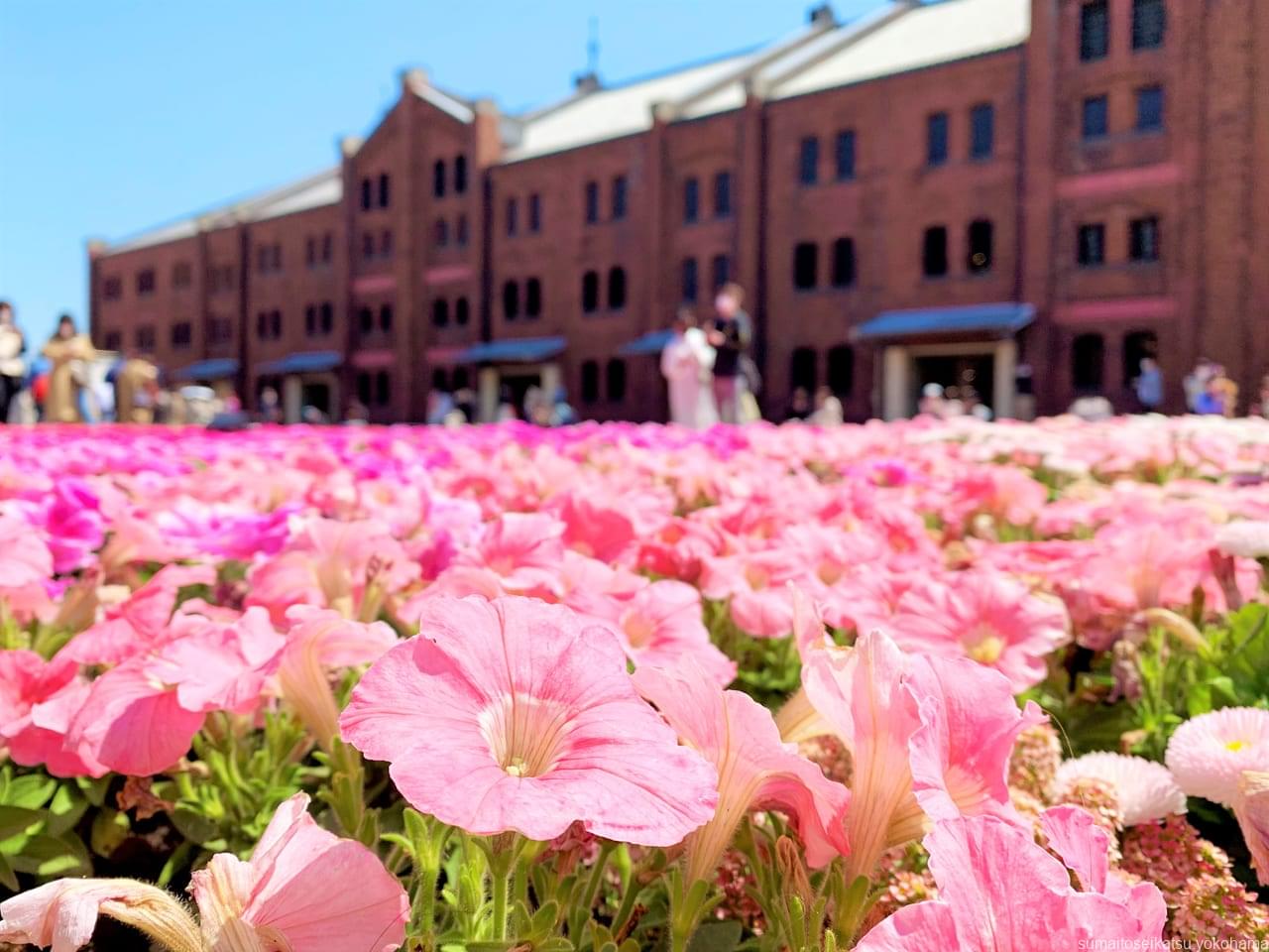 21年最新版 横浜で春の花が楽しめる おすすめスポット 横浜で暮らそう