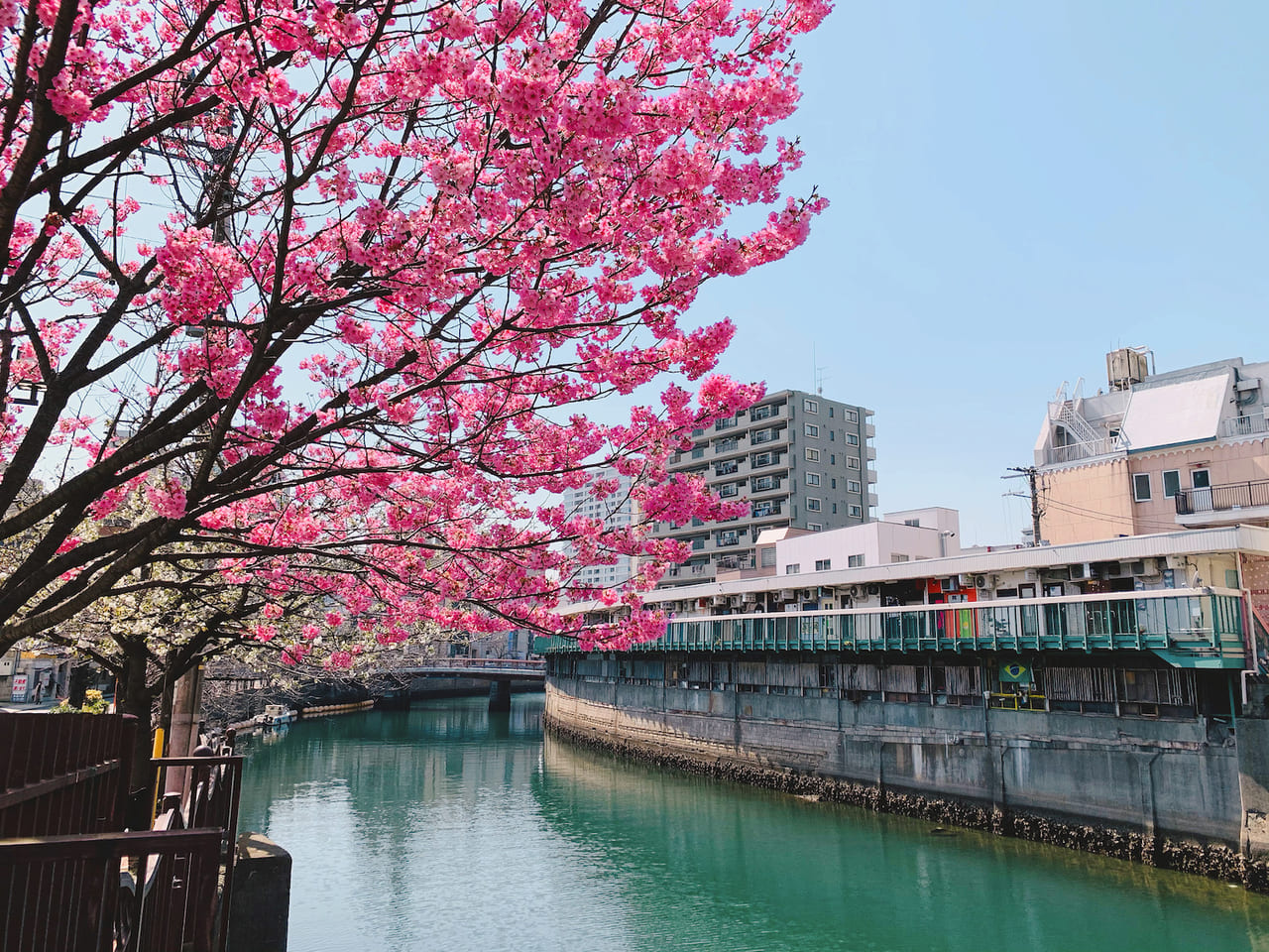 都橋 桜