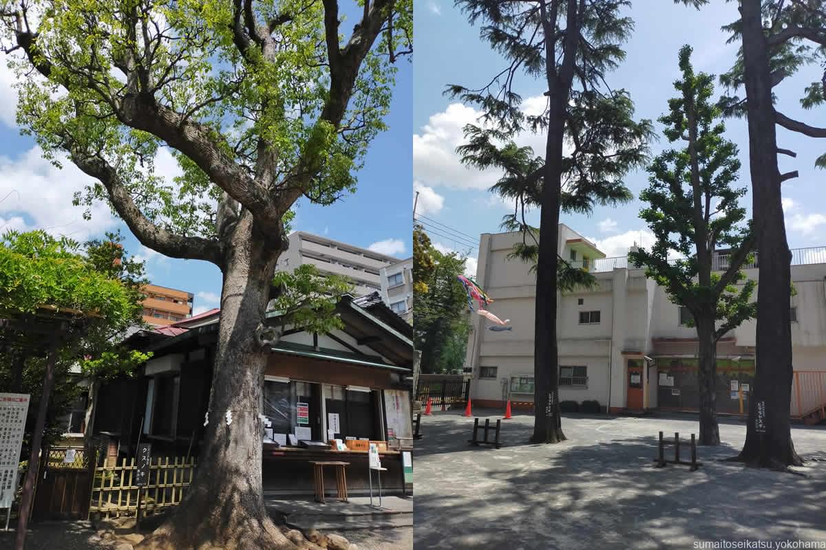 日枝神社　クスノキとヒマラヤスギ