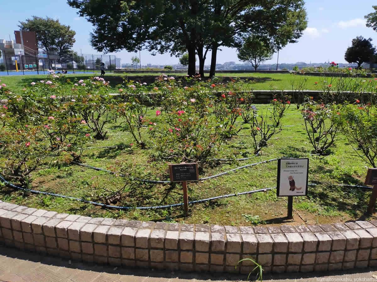 野毛山公園　小芝生広場のバラ花壇