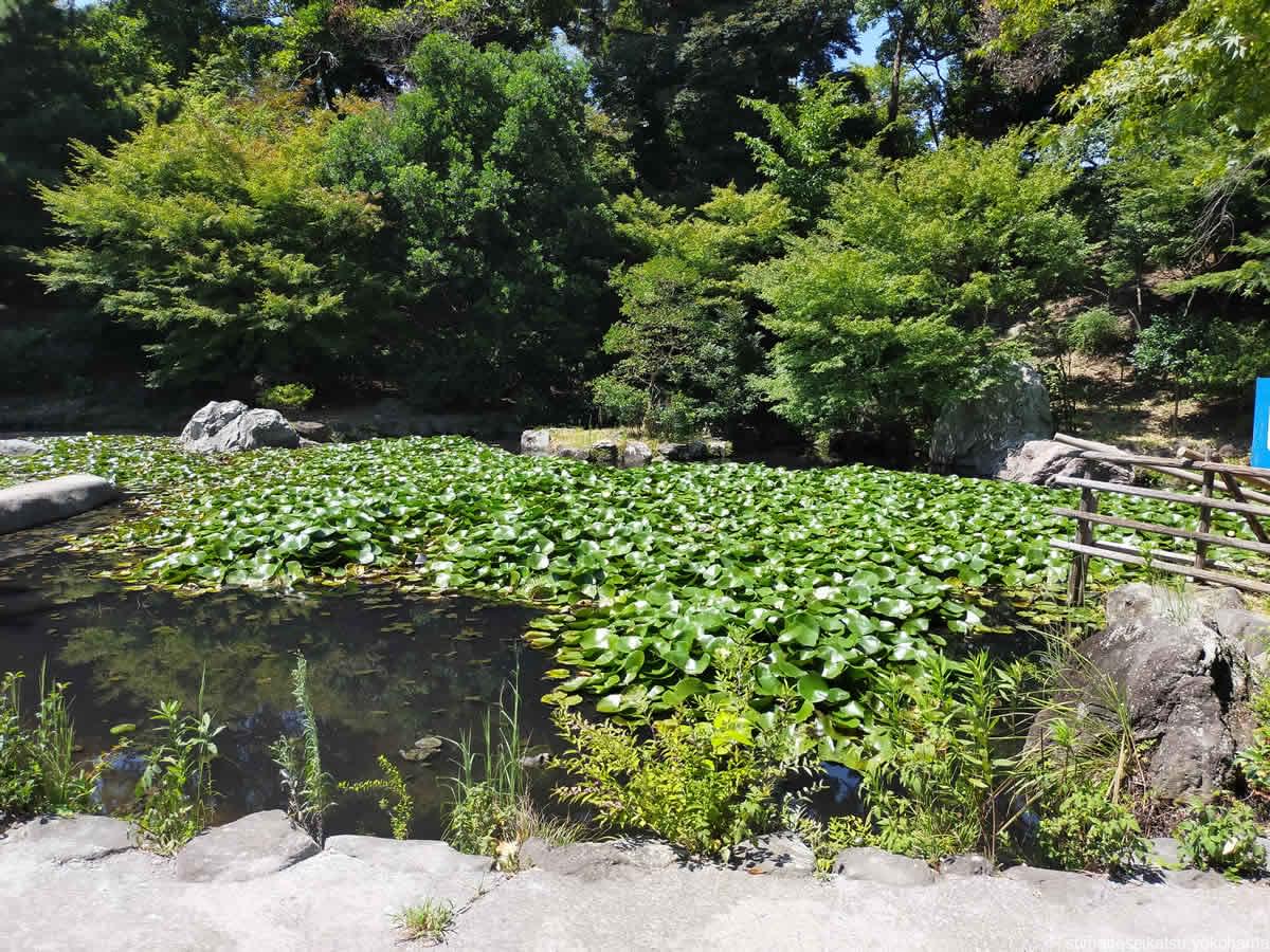 野毛山公園　散策地区の池