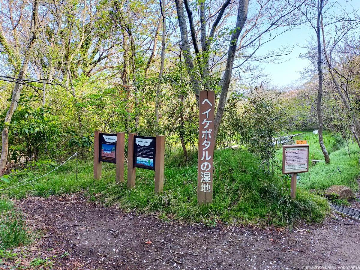 横浜自然観察の森　ヘイケボタルの湿地