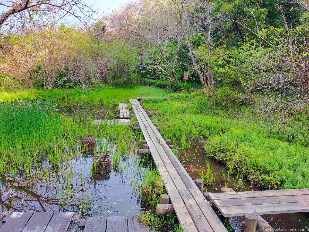 横浜自然観察の森　ヘイケボタルの湿地