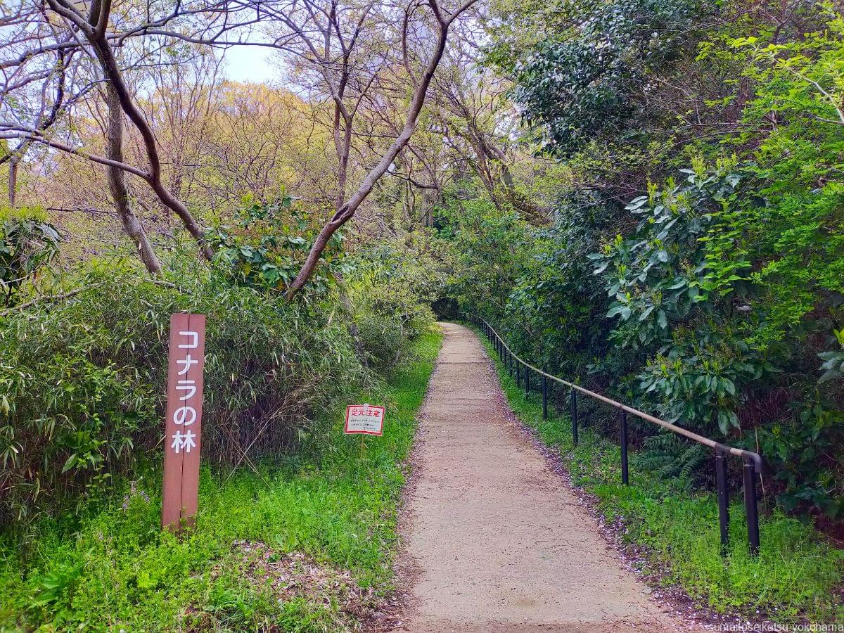 横浜自然観察の森　コナラの林
