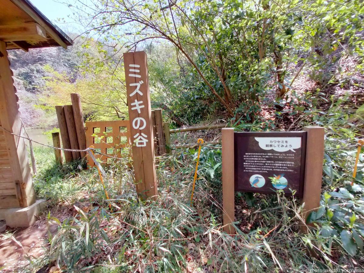 横浜自然観察の森　ミズキの谷
