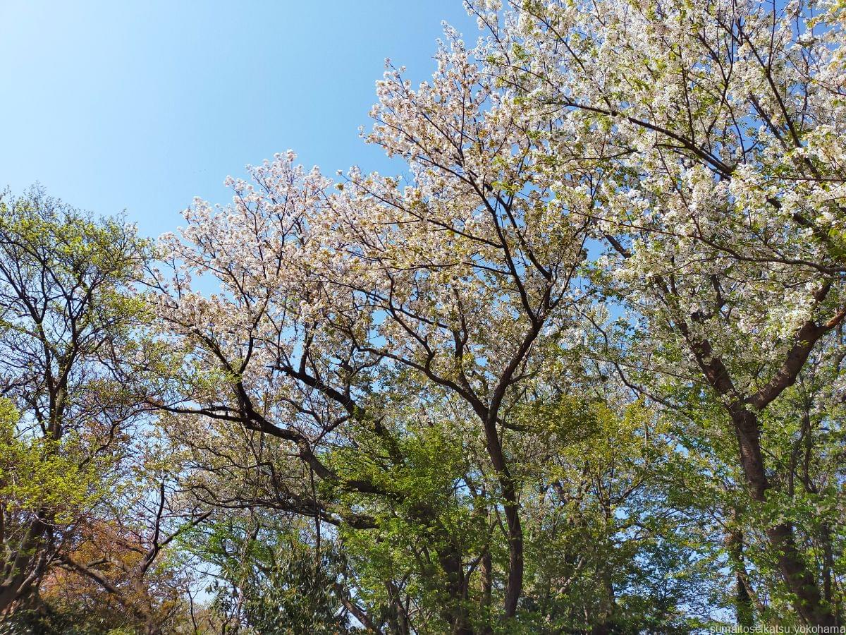 大丸山の桜