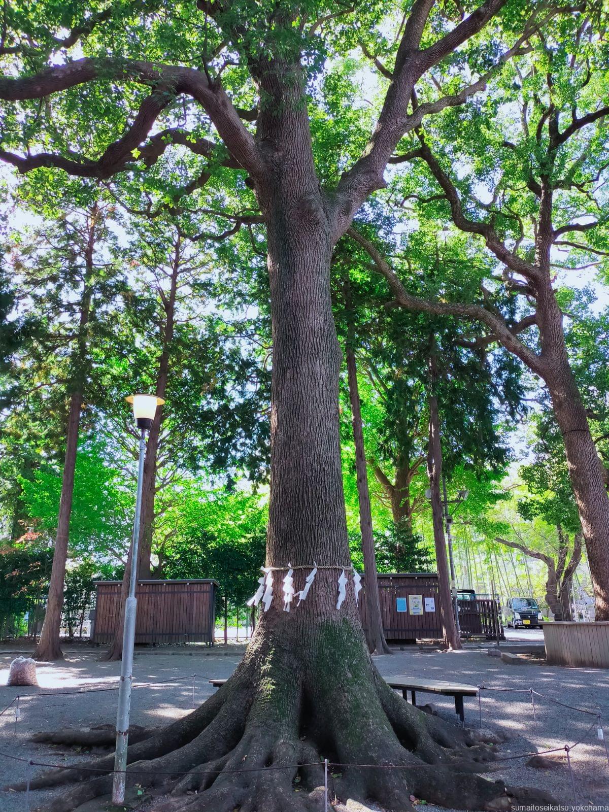 星川杉山神社　ご神木