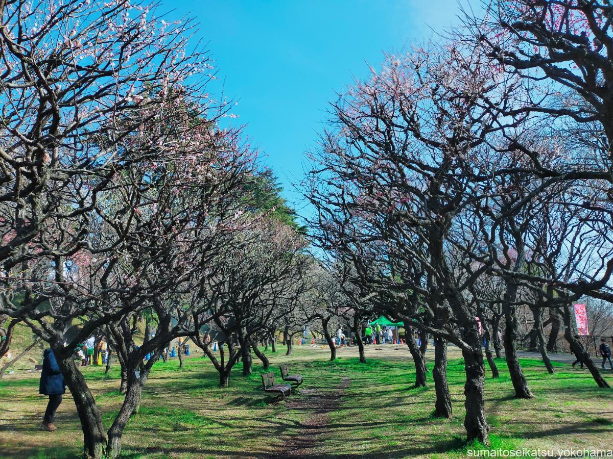 保土谷公園 梅園