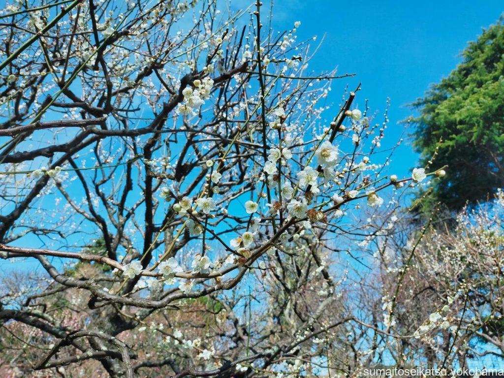 保土ヶ谷公園 梅まつりの様子