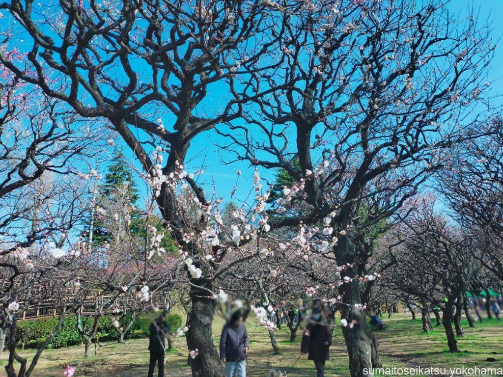 保土ヶ谷公園 梅まつりの様子