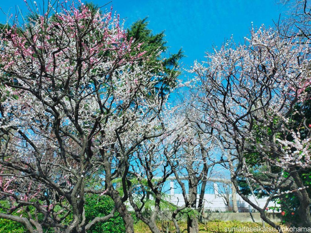 保土ヶ谷公園 梅まつりの様子