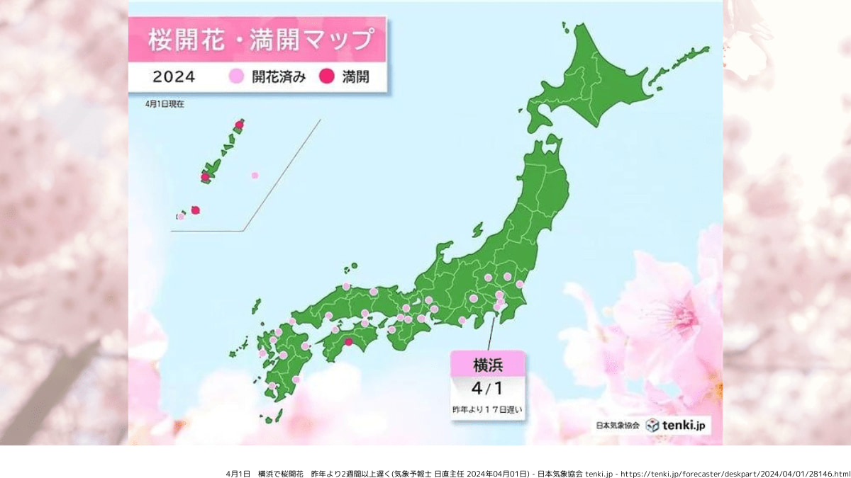 横浜で桜開花 4月1日は2023年より2週間以上遅く