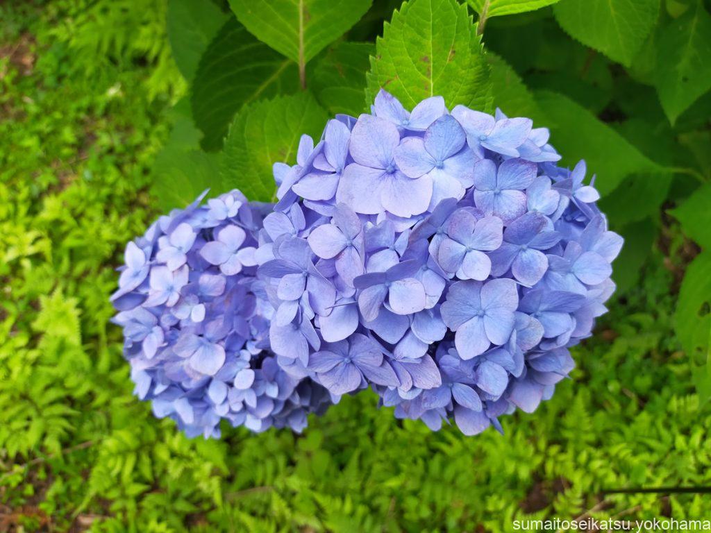 あじさい　横浜こども植物園