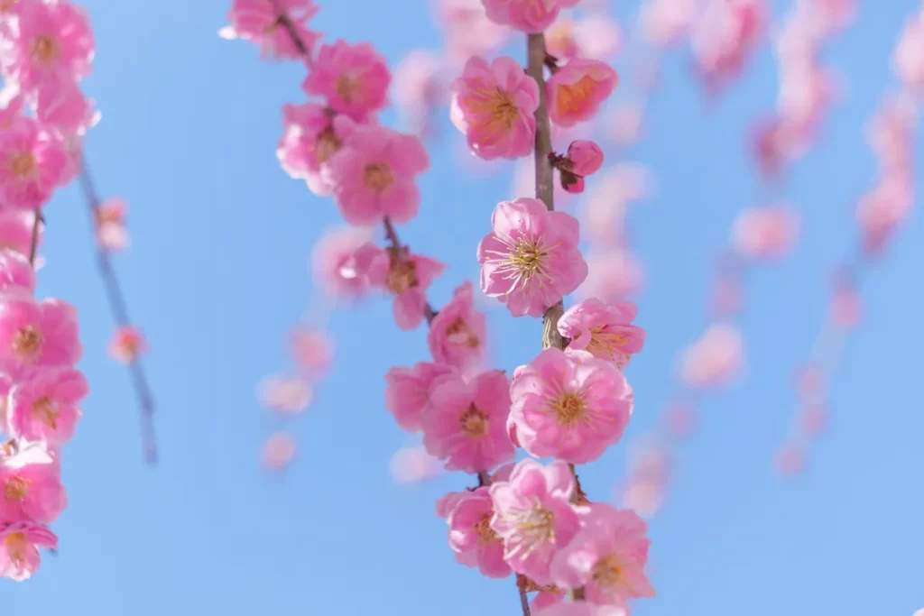 しだれ梅イメージ