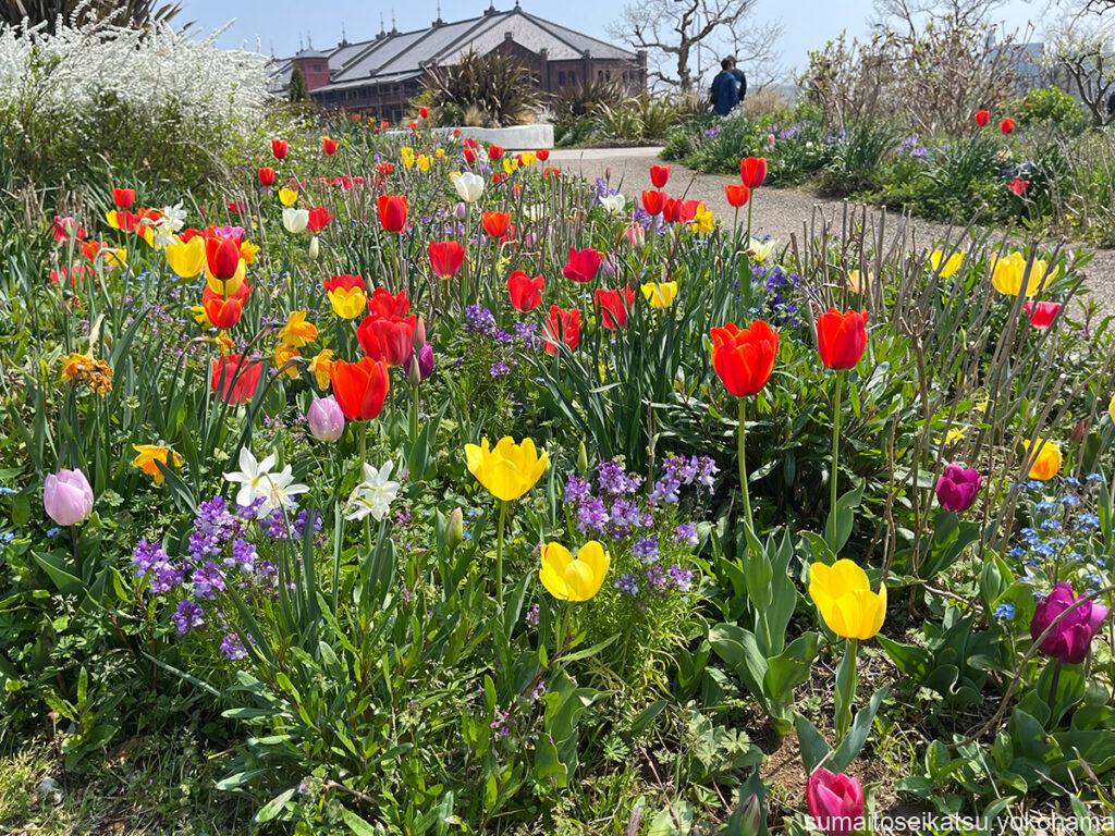 横浜中央公園のチューリップ