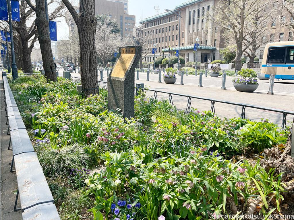 日本大通りのチューリップ