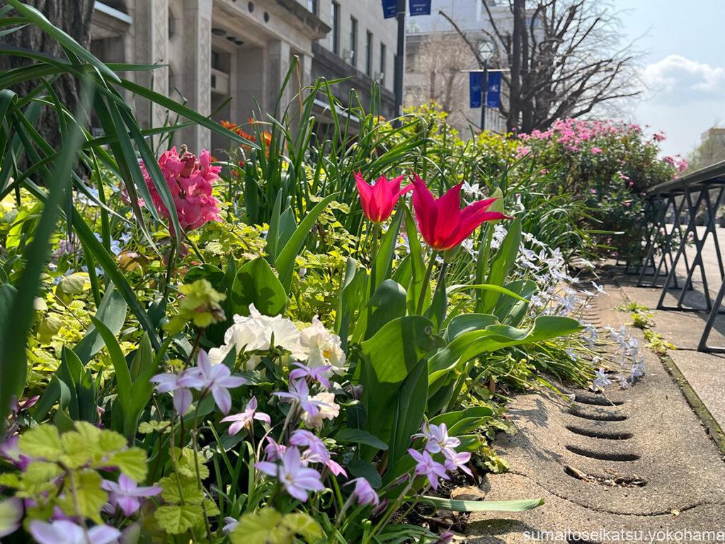 日本大通りのチューリップ