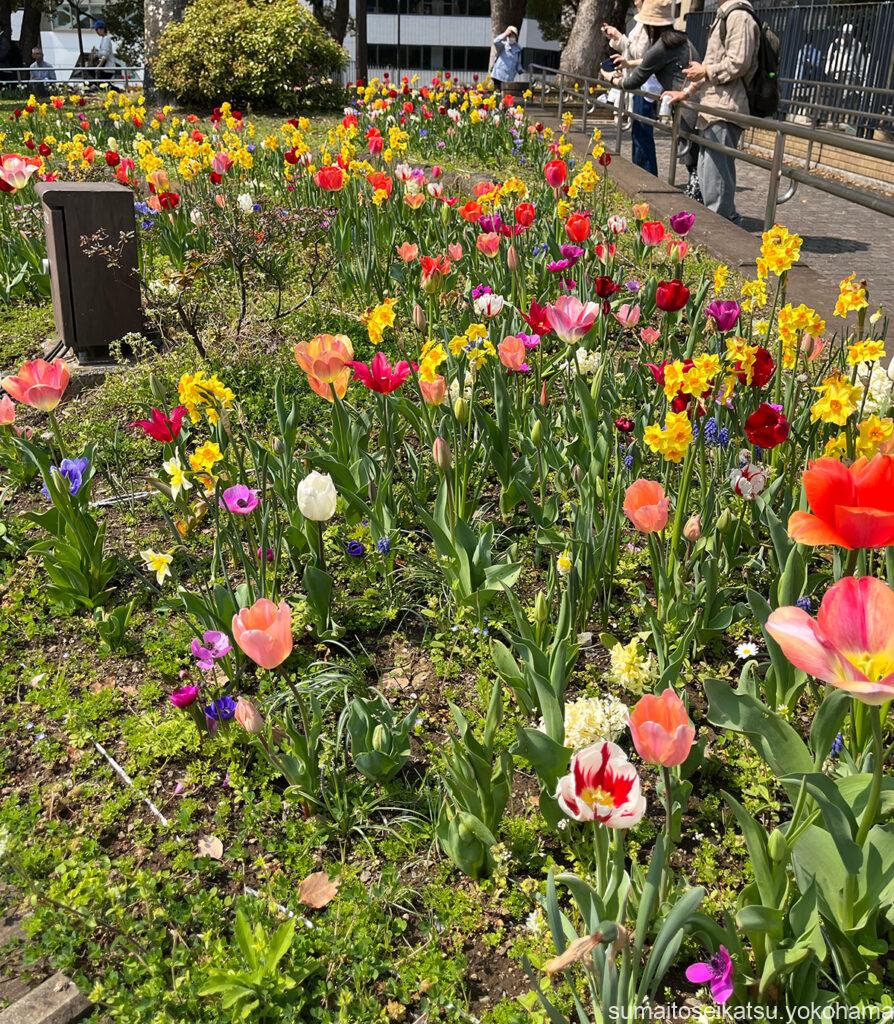横浜公園のチューリップ