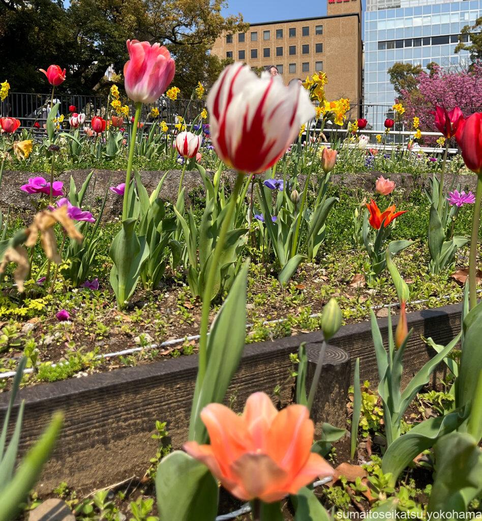 横浜公園のチューリップ