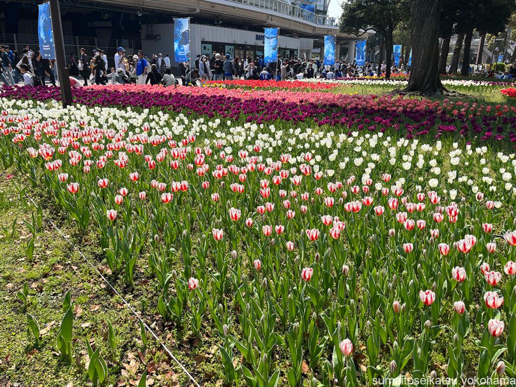 横浜公園のチューリップ