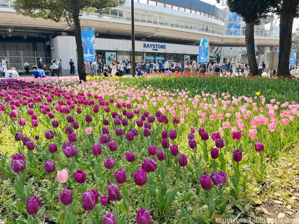 横浜公園のチューリップ
