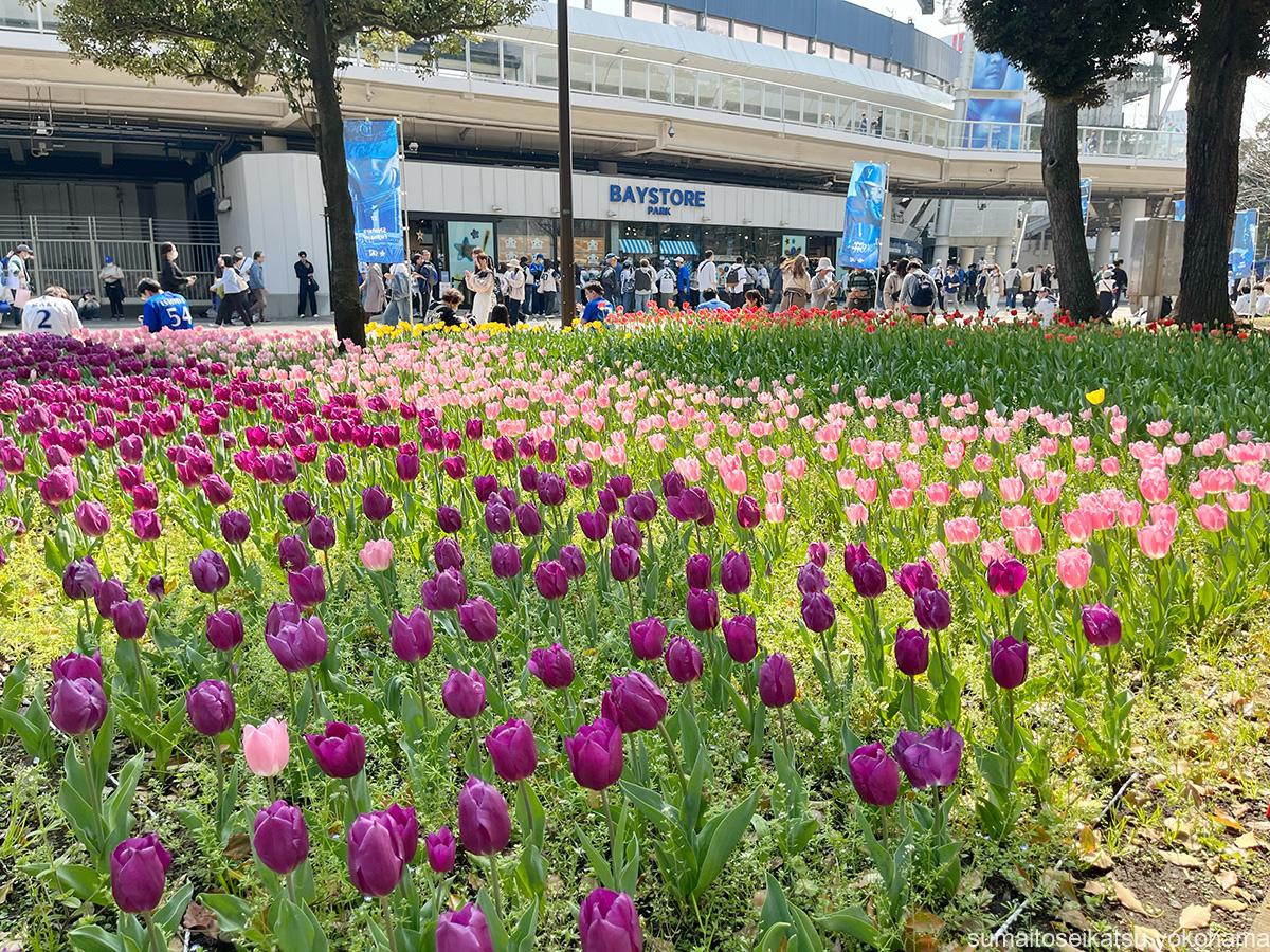 横浜公園のチューリップ