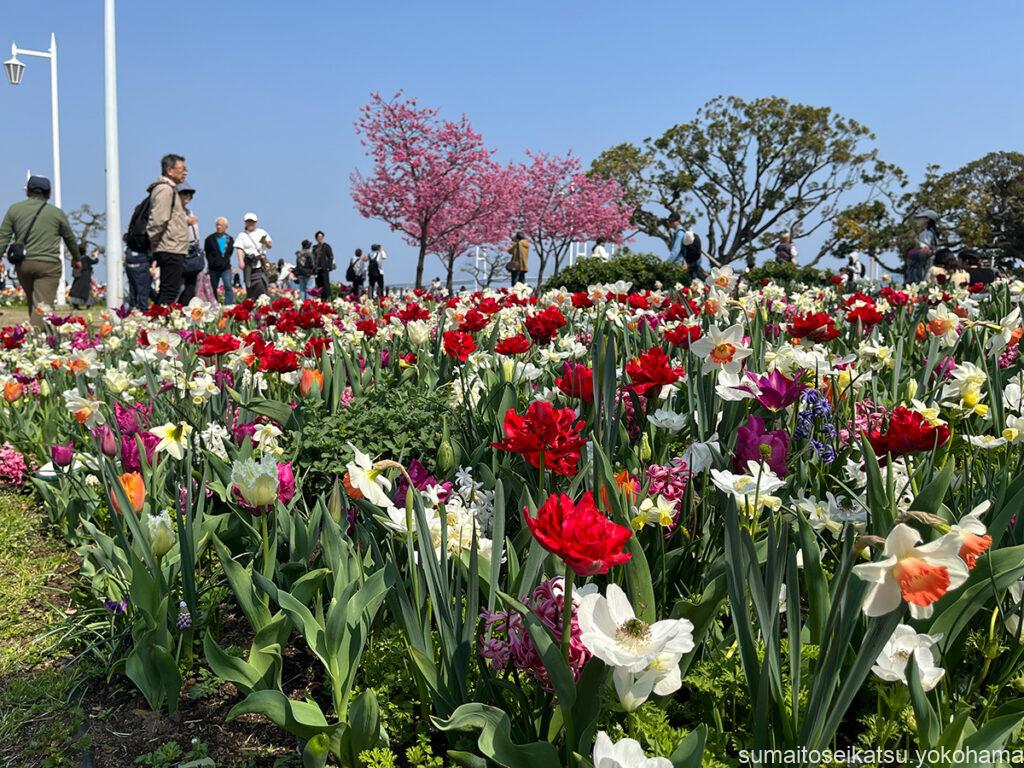 山下公園のチューリップ