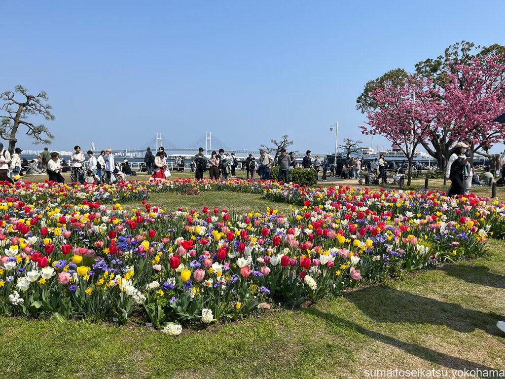 山下公園のチューリップ