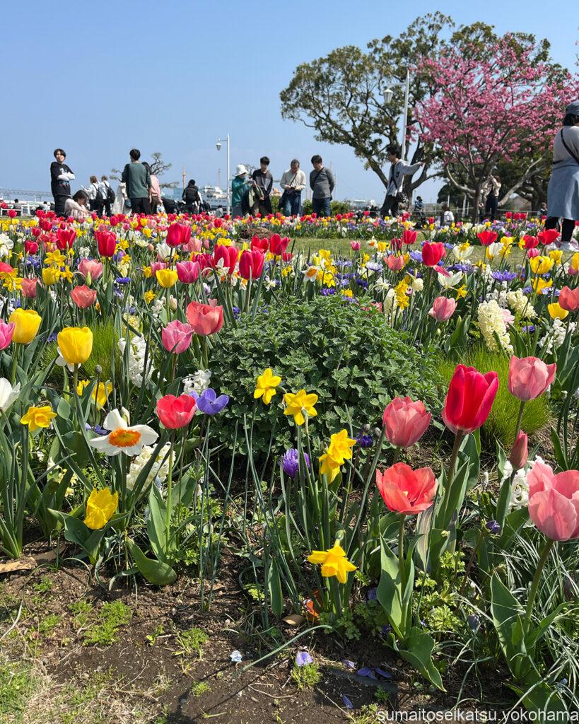 山下公園のチューリップ